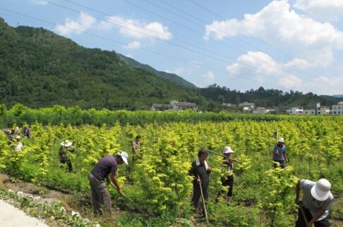 山茱萸種植基地